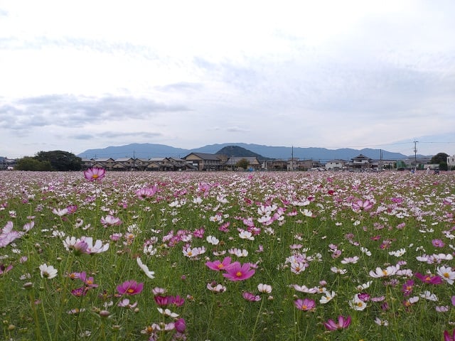 藤原宮跡・秋桜と畝傍山（2024,10,17撮影）