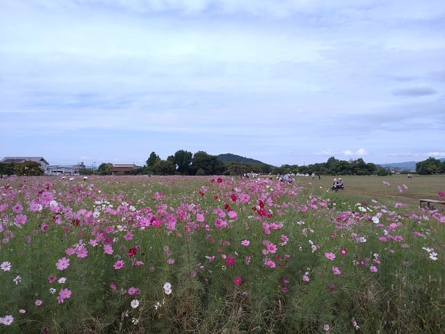 藤原宮跡・秋桜と耳成山（2024,10,17撮影）