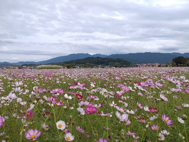 藤原宮跡・秋桜と香具山（2024,10,17撮影）