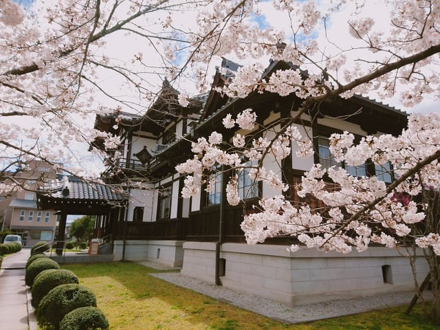 今井町・桜