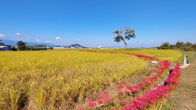 明日香村・古宮遺跡と彼岸花（2024,10,1撮影）