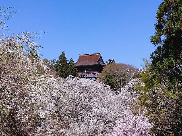 金峯山寺蔵王堂・桜