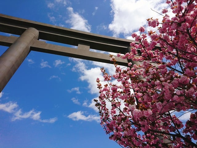 大神神社大鳥居と桜