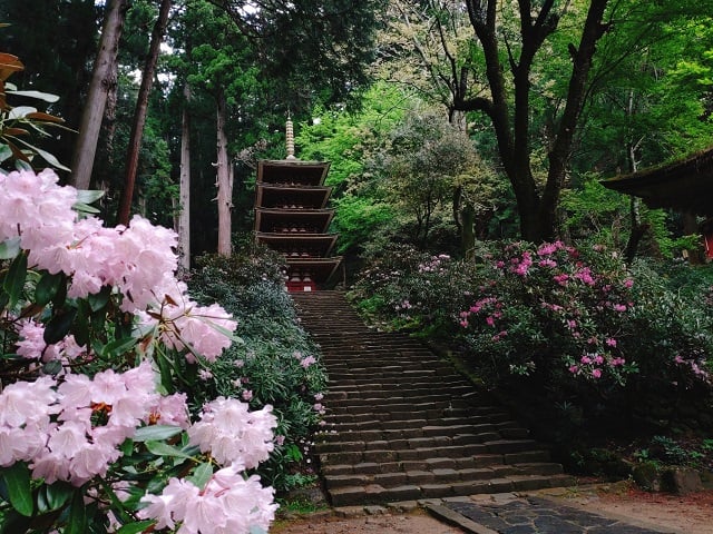 室生寺・石楠花と五重塔（4/23撮影）