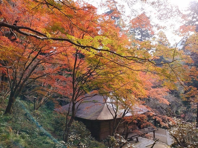 室生寺・金堂を上から見た紅葉