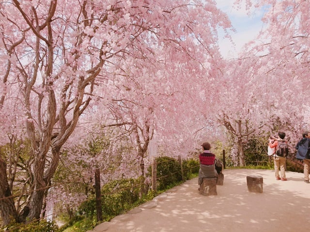 大神神社展望台・枝垂れ桜（2020,4）