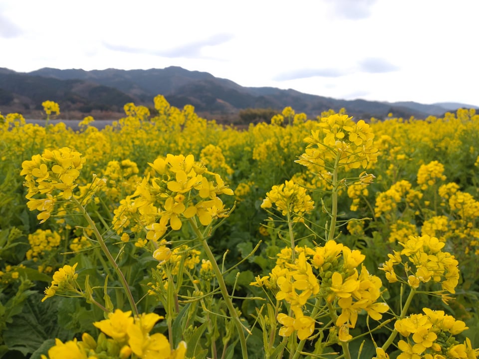 山の辺の道（竹内環濠集落近く）の菜の花（2025,2）
