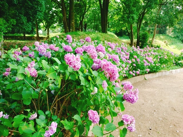 紫陽花が綺麗な新沢千塚古墳群公園