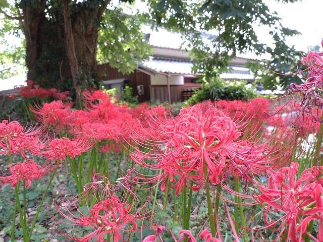 明日香村・於美阿志神社と彼岸花（2024,10,2撮影）