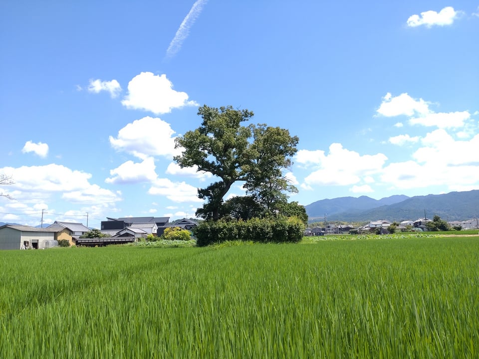 本薬師寺・東塔跡の土壇