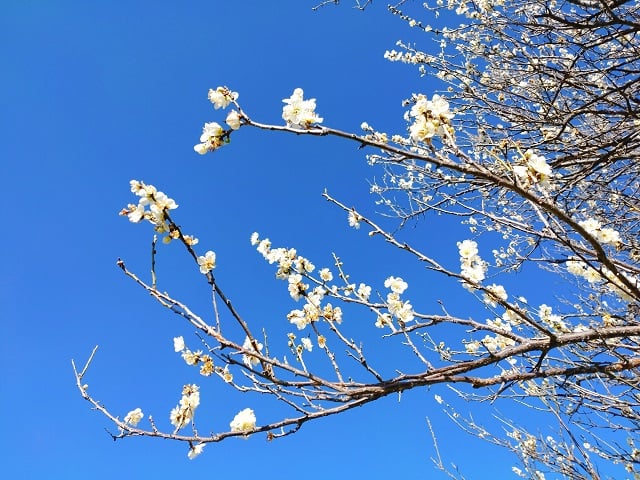 明日香村・川原寺の白梅②