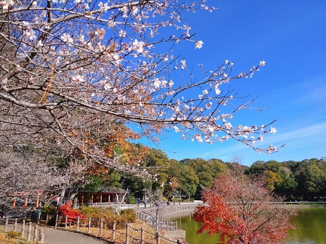 橿原神宮深田池・冬桜と紅葉