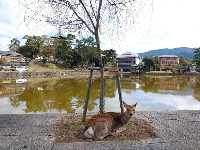 奈良公園・猿沢池