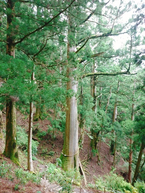 玉置神社・巨杉
