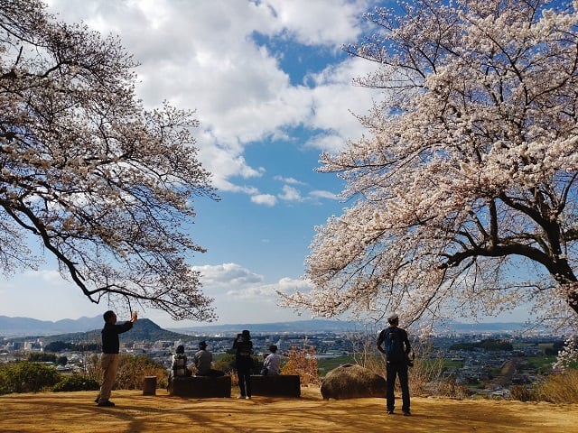 甘樫丘展望台から見る畝傍山と桜（2023,3,23撮影）