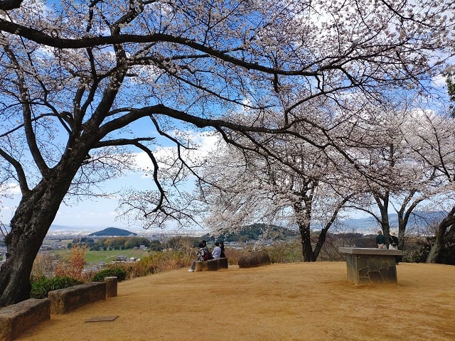 甘樫丘展望台から見る耳成山・香具山と桜（2023,3,22）