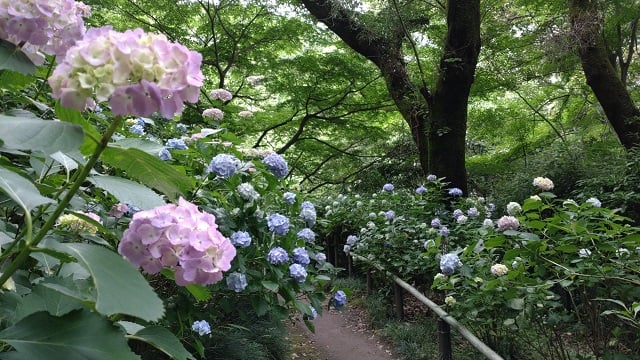 矢田寺・あじさい園①