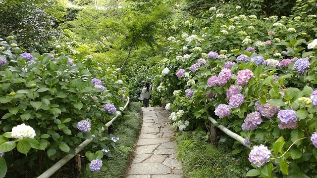 矢田寺・あじさい園②