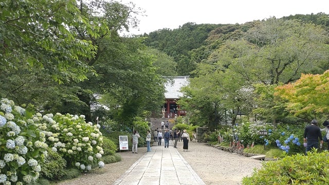 矢田寺・全景