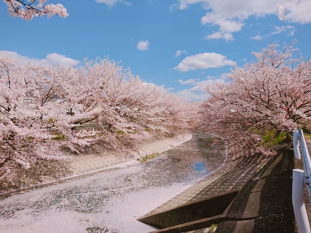 近くの米川沿いの桜（2020,4）