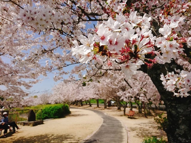 耳成山公園・桜並木（2021,4）