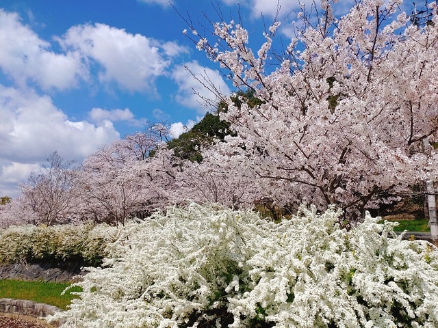 耳成山公園・桜（2022,4）