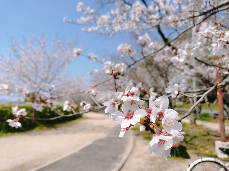 耳成山公園の桜③（2026,4,3撮影）