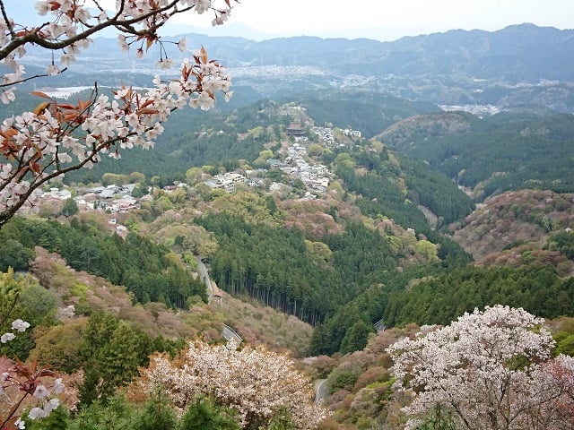 花矢倉展望台からの桜（2021,4）