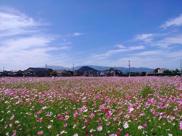 藤原宮跡・秋桜と畝傍山（2023,10,11撮影）