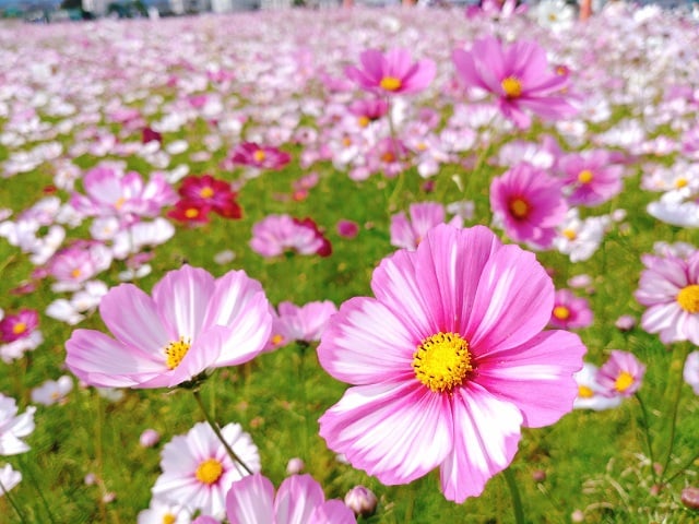 拡大した秋桜の花たち（2022年）