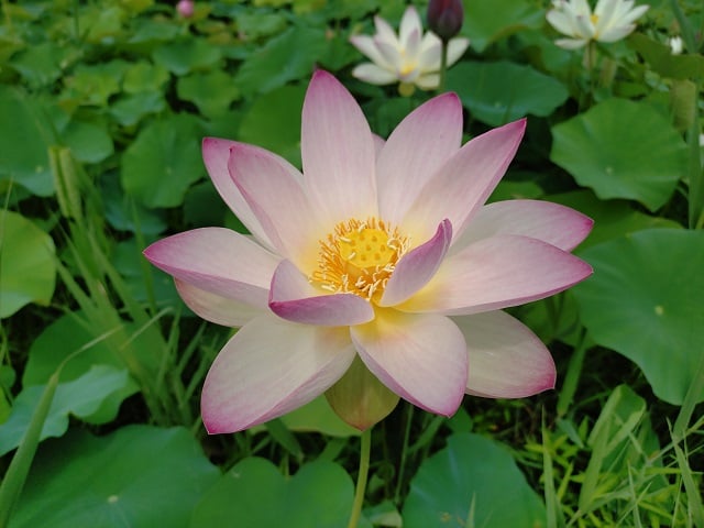 藤原宮跡蓮の花畑・見事に開花した蓮の花(2025,7,8)