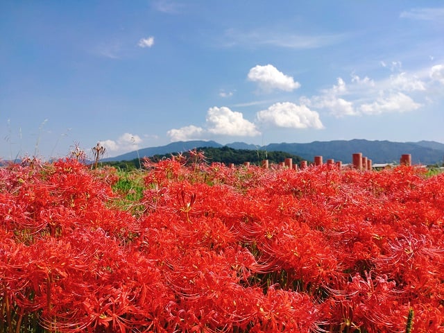 藤原宮跡・彼岸花