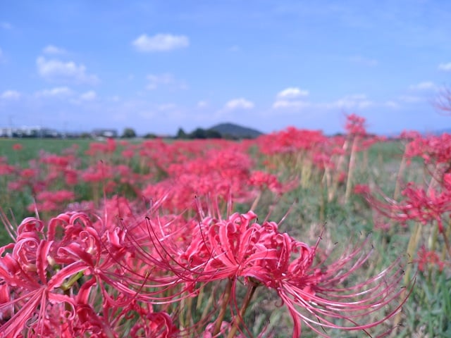 藤原宮跡・彼岸花（2024,10,1撮影）