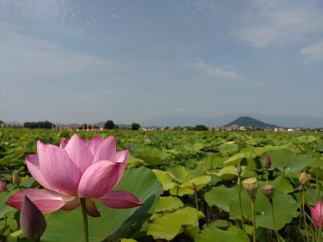 藤原宮跡・蓮の花①(2025,7,1撮影)