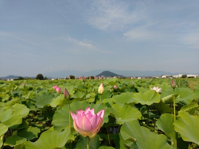 藤原宮跡・蓮の花②(2025,7,1撮影)