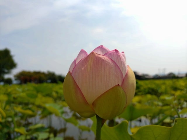 藤原宮跡・蓮の花③(2025,7,1撮影)