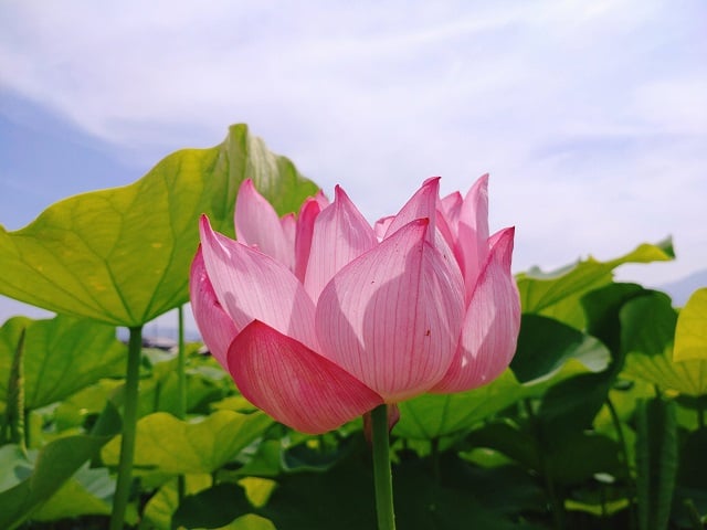 本日の藤原宮跡・蓮の花②