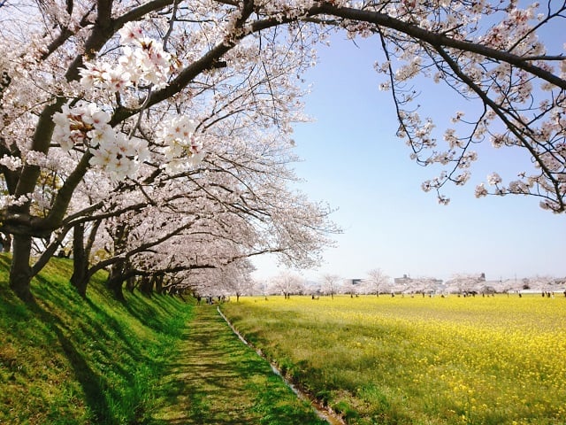 藤原宮跡・桜と菜の花（3月下旬～4月上旬）