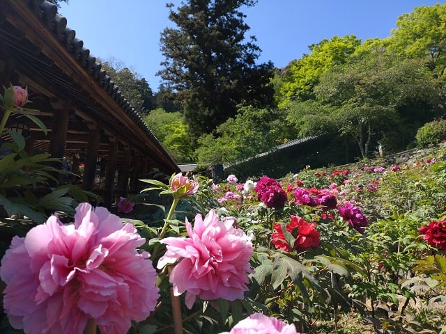 長谷寺・牡丹①(2025,4,24)