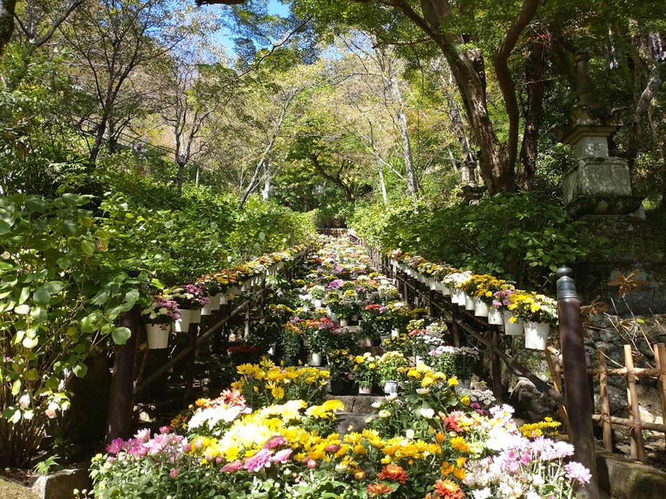 長谷寺・菊回廊
