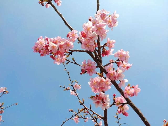 飛鳥川沿いの河津桜（2022,3）