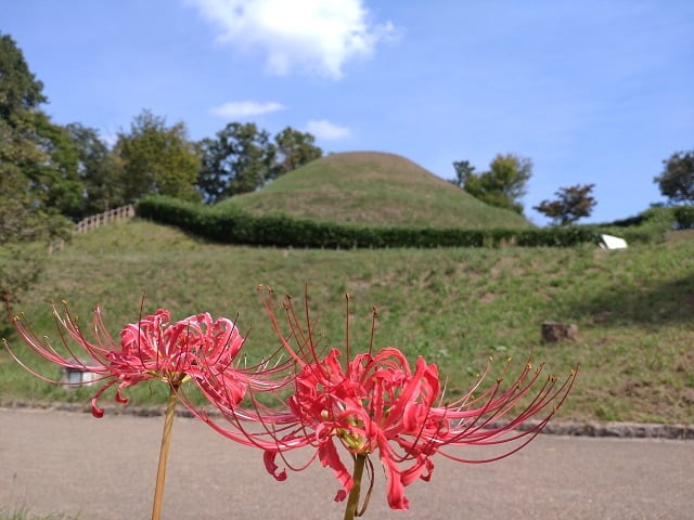 高松塚古墳と彼岸花（2024,10,2撮影）