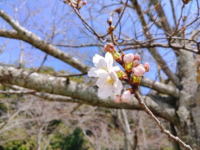 藤原宮跡の桜（2024,3,30）