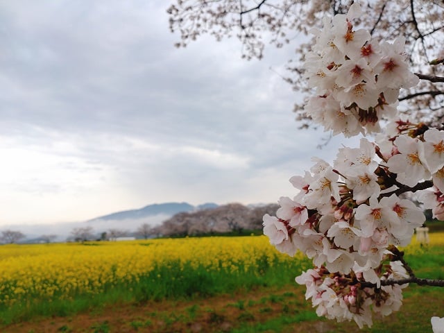 藤原宮跡の桜（2024,4,3）