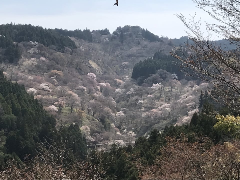 吉野山・一目千本桜
