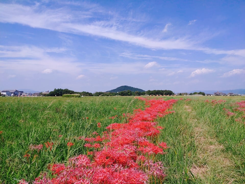 耳成山に向かって咲いている彼岸花