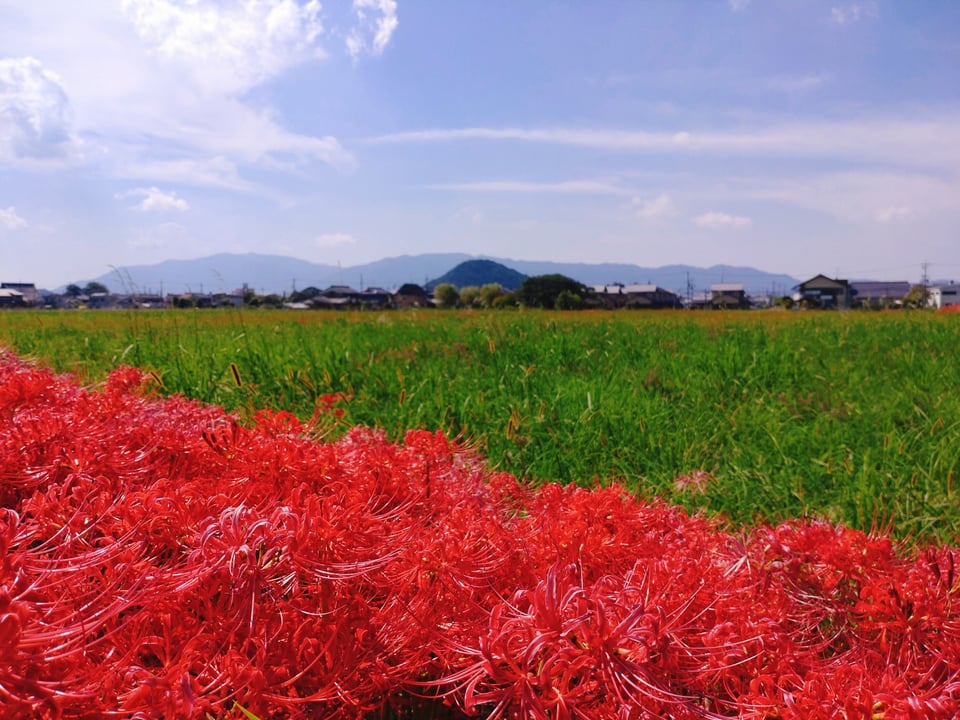 奥には畝傍山、下半分は彼岸花の絨毯。