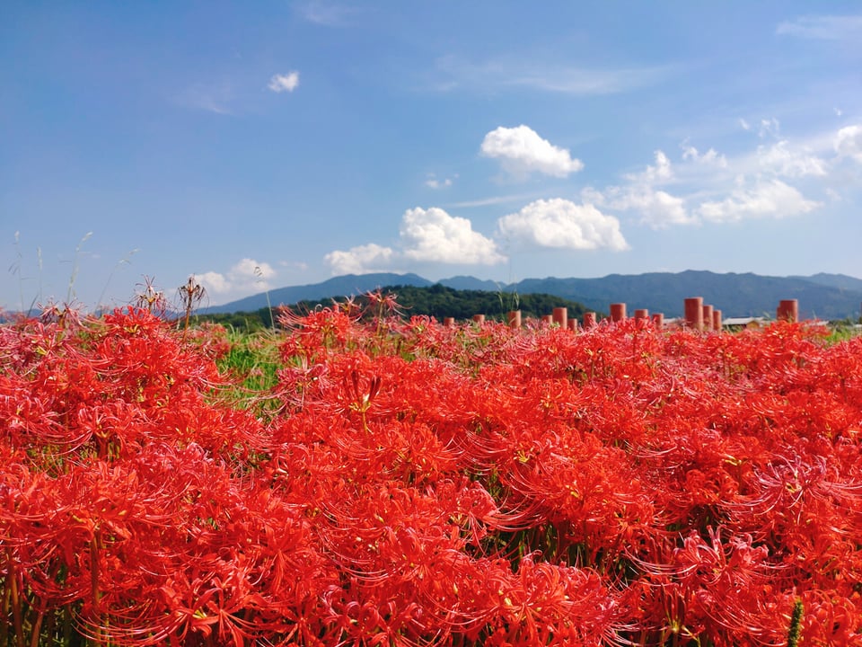 香久山と赤い柱と彼岸花。