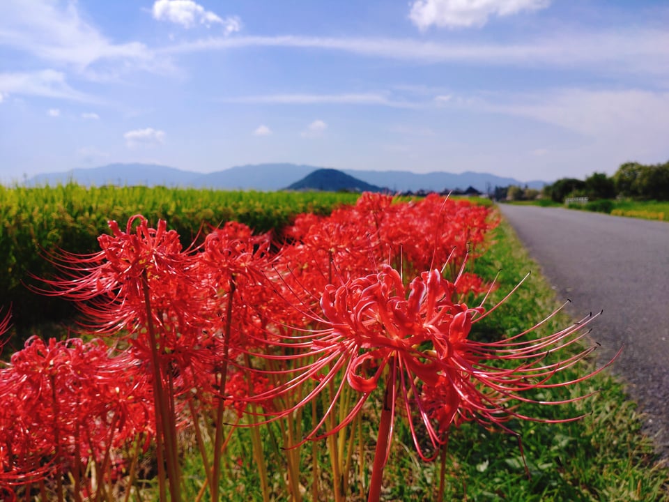 敷地内の田んぼと彼岸花。青い空と畝傍山。