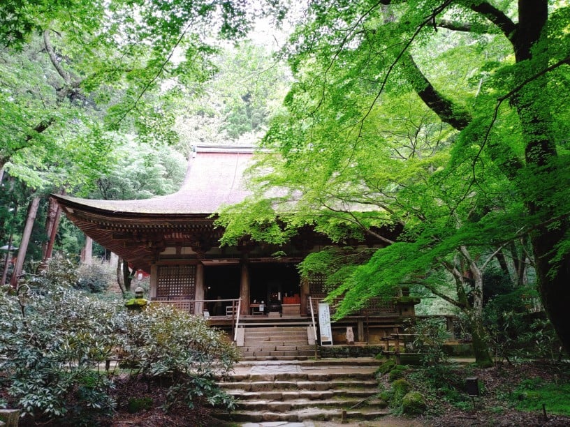 室生寺本堂の新緑（2022,5）